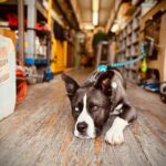 Brianna Baker Instagram – Jack is at the age where when he comes to work with me, he has learn skills to start pulling his own weight in this house. He is still a newborn baby, but an apprenticeship is good for building his character. 
🤪 🤡 🥹 🐾 #dogsofinstagram Fox Studios
