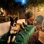 Brianna Baker Instagram - The Hunter’s Full Moon, Jupiter and Jack. 🌙 🌌 🐕 🤍