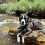 Brianna Baker Instagram – Happy International Dog Day to my son, King Jack Poppa!
He still won’t really bark. I think the last time I heard him bark was several months ago. Perhaps he is a master communicator because he doesn’t bark and rarely lets out any sound. All energy, eyes and using his dog hands to let me know what’s up.
He has a chonky booty and is the sweetest soul there is. I LERVE HIM and so does anyone that knows him.
Long Live the King 👑
🐕 ❤️⚡️🥇
#internationaldogday
#pitsky