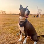 Brianna Baker Instagram - Happy International Dog Day to my son, King Jack Poppa! He still won’t really bark. I think the last time I heard him bark was several months ago. Perhaps he is a master communicator because he doesn’t bark and rarely lets out any sound. All energy, eyes and using his dog hands to let me know what’s up. He has a chonky booty and is the sweetest soul there is. I LERVE HIM and so does anyone that knows him. Long Live the King 👑 🐕 ❤️⚡️🥇 #internationaldogday #pitsky