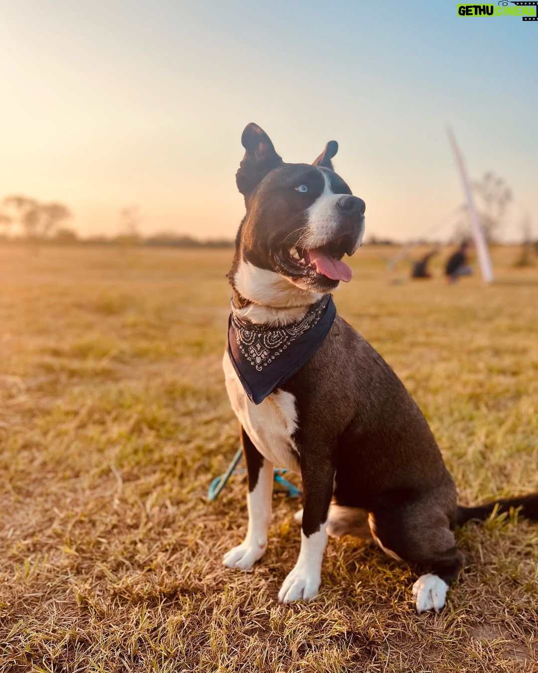 Brianna Baker Instagram - Happy International Dog Day to my son, King Jack Poppa! He still won’t really bark. I think the last time I heard him bark was several months ago. Perhaps he is a master communicator because he doesn’t bark and rarely lets out any sound. All energy, eyes and using his dog hands to let me know what’s up. He has a chonky booty and is the sweetest soul there is. I LERVE HIM and so does anyone that knows him. Long Live the King 👑 🐕 ❤️⚡️🥇 #internationaldogday #pitsky