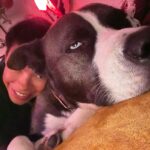Brianna Baker Instagram - Happy International Dog Day to my son, King Jack Poppa! He still won’t really bark. I think the last time I heard him bark was several months ago. Perhaps he is a master communicator because he doesn’t bark and rarely lets out any sound. All energy, eyes and using his dog hands to let me know what’s up. He has a chonky booty and is the sweetest soul there is. I LERVE HIM and so does anyone that knows him. Long Live the King 👑 🐕 ❤️⚡️🥇 #internationaldogday #pitsky