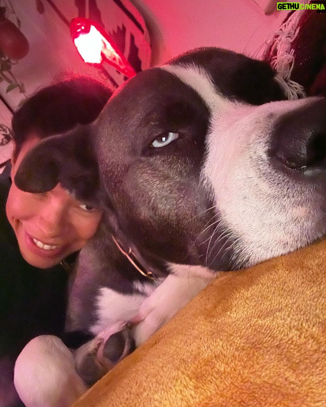 Brianna Baker Instagram - Happy International Dog Day to my son, King Jack Poppa! He still won’t really bark. I think the last time I heard him bark was several months ago. Perhaps he is a master communicator because he doesn’t bark and rarely lets out any sound. All energy, eyes and using his dog hands to let me know what’s up. He has a chonky booty and is the sweetest soul there is. I LERVE HIM and so does anyone that knows him. Long Live the King 👑 🐕 ❤️⚡️🥇 #internationaldogday #pitsky