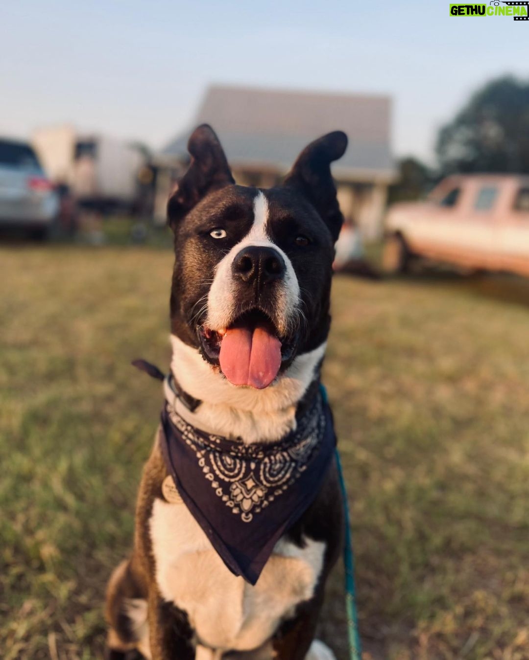 Brianna Baker Instagram - Happy International Dog Day to my son, King Jack Poppa! He still won’t really bark. I think the last time I heard him bark was several months ago. Perhaps he is a master communicator because he doesn’t bark and rarely lets out any sound. All energy, eyes and using his dog hands to let me know what’s up. He has a chonky booty and is the sweetest soul there is. I LERVE HIM and so does anyone that knows him. Long Live the King 👑 🐕 ❤️⚡️🥇 #internationaldogday #pitsky