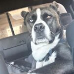 Brianna Baker Instagram - Happy International Dog Day to my son, King Jack Poppa! He still won’t really bark. I think the last time I heard him bark was several months ago. Perhaps he is a master communicator because he doesn’t bark and rarely lets out any sound. All energy, eyes and using his dog hands to let me know what’s up. He has a chonky booty and is the sweetest soul there is. I LERVE HIM and so does anyone that knows him. Long Live the King 👑 🐕 ❤️⚡️🥇 #internationaldogday #pitsky
