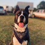 Brianna Baker Instagram - Happy International Dog Day to my son, King Jack Poppa! He still won’t really bark. I think the last time I heard him bark was several months ago. Perhaps he is a master communicator because he doesn’t bark and rarely lets out any sound. All energy, eyes and using his dog hands to let me know what’s up. He has a chonky booty and is the sweetest soul there is. I LERVE HIM and so does anyone that knows him. Long Live the King 👑 🐕 ❤️⚡️🥇 #internationaldogday #pitsky