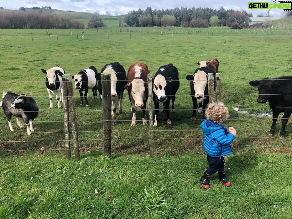Bridget Regan Instagram - Curls and cows Aotearoa