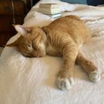 Bridget Regan Instagram - The best cat in the world is Henry