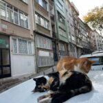 Brisa Fenoy Instagram - Estambul es el reino de Los felinos 🐈‍⬛ Yo nunca he tenido gatos y nunca había estado en contacto con ellos, aquí hay por cada esquina por cada calle en cada tienda en cada casa, los cuidan les dan de comer y los protegen, viven salvajes y libres en la ciudad, hay bebederos y comederos por todos lados y viven como reyes. Quizás en el invierno más duro lo pasen peor aunque tienen sus casitas para resguardarse del frío también.. nunca he visto tantos gatos juntos y que los amen los respeten y los cuiden así de bien🧿 para ellos son sagrados.. y para mi.. que hermosos y poderosos son .. Todos los gatos tienen el poder, a diario, de eliminar la energía negativa acumulada en nuestro cuerpo. Mientras dormimos, ellos absorben esta energía. Los gatos adoran dormir con nosotros pues nos protegen de cualquier amenaza espiritual que podamos sufrir mientras dormimos. Los Gatos son seres muy poderosos energéticamente es como si nos hicieran reiki. Absorben la energía negativa y la transmutan mientras duermen en energía positiva. Aquí algunas muestras de ello 🐅 İstanbul - Türkiye
