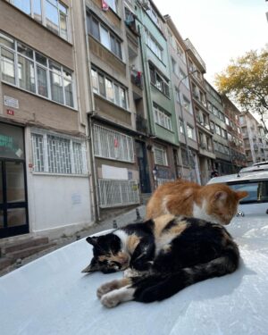 Brisa Fenoy Instagram - Estambul es el reino de Los felinos 🐈‍⬛ Yo nunca he tenido gatos y nunca había estado en contacto con ellos, aquí hay por cada esquina por cada calle en cada tienda en cada casa, los cuidan les dan de comer y los protegen, viven salvajes y libres en la ciudad, hay bebederos y comederos por todos lados y viven como reyes. Quizás en el invierno más duro lo pasen peor aunque tienen sus casitas para resguardarse del frío también.. nunca he visto tantos gatos juntos y que los amen los respeten y los cuiden así de bien🧿 para ellos son sagrados.. y para mi.. que hermosos y poderosos son .. Todos los gatos tienen el poder, a diario, de eliminar la energía negativa acumulada en nuestro cuerpo. Mientras dormimos, ellos absorben esta energía. Los gatos adoran dormir con nosotros pues nos protegen de cualquier amenaza espiritual que podamos sufrir mientras dormimos. Los Gatos son seres muy poderosos energéticamente es como si nos hicieran reiki. Absorben la energía negativa y la transmutan mientras duermen en energía positiva. Aquí algunas muestras de ello 🐅