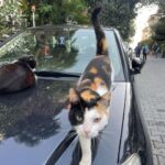 Brisa Fenoy Instagram - Estambul es el reino de Los felinos 🐈‍⬛ Yo nunca he tenido gatos y nunca había estado en contacto con ellos, aquí hay por cada esquina por cada calle en cada tienda en cada casa, los cuidan les dan de comer y los protegen, viven salvajes y libres en la ciudad, hay bebederos y comederos por todos lados y viven como reyes. Quizás en el invierno más duro lo pasen peor aunque tienen sus casitas para resguardarse del frío también.. nunca he visto tantos gatos juntos y que los amen los respeten y los cuiden así de bien🧿 para ellos son sagrados.. y para mi.. que hermosos y poderosos son .. Todos los gatos tienen el poder, a diario, de eliminar la energía negativa acumulada en nuestro cuerpo. Mientras dormimos, ellos absorben esta energía. Los gatos adoran dormir con nosotros pues nos protegen de cualquier amenaza espiritual que podamos sufrir mientras dormimos. Los Gatos son seres muy poderosos energéticamente es como si nos hicieran reiki. Absorben la energía negativa y la transmutan mientras duermen en energía positiva. Aquí algunas muestras de ello 🐅 İstanbul - Türkiye