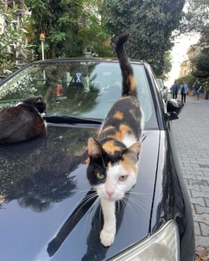 Brisa Fenoy Instagram - Estambul es el reino de Los felinos 🐈‍⬛ Yo nunca he tenido gatos y nunca había estado en contacto con ellos, aquí hay por cada esquina por cada calle en cada tienda en cada casa, los cuidan les dan de comer y los protegen, viven salvajes y libres en la ciudad, hay bebederos y comederos por todos lados y viven como reyes. Quizás en el invierno más duro lo pasen peor aunque tienen sus casitas para resguardarse del frío también.. nunca he visto tantos gatos juntos y que los amen los respeten y los cuiden así de bien🧿 para ellos son sagrados.. y para mi.. que hermosos y poderosos son .. Todos los gatos tienen el poder, a diario, de eliminar la energía negativa acumulada en nuestro cuerpo. Mientras dormimos, ellos absorben esta energía. Los gatos adoran dormir con nosotros pues nos protegen de cualquier amenaza espiritual que podamos sufrir mientras dormimos. Los Gatos son seres muy poderosos energéticamente es como si nos hicieran reiki. Absorben la energía negativa y la transmutan mientras duermen en energía positiva. Aquí algunas muestras de ello 🐅