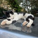 Brisa Fenoy Instagram - Istanbul çok güzel 🤍🐈‍⬛ İstanbul - Türkiye