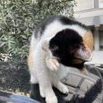 Brisa Fenoy Instagram - Istanbul çok güzel 🤍🐈‍⬛ İstanbul - Türkiye