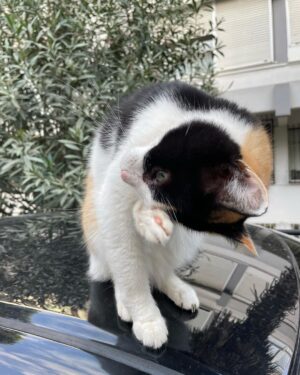 Brisa Fenoy Instagram - Istanbul çok güzel 🤍🐈‍⬛
