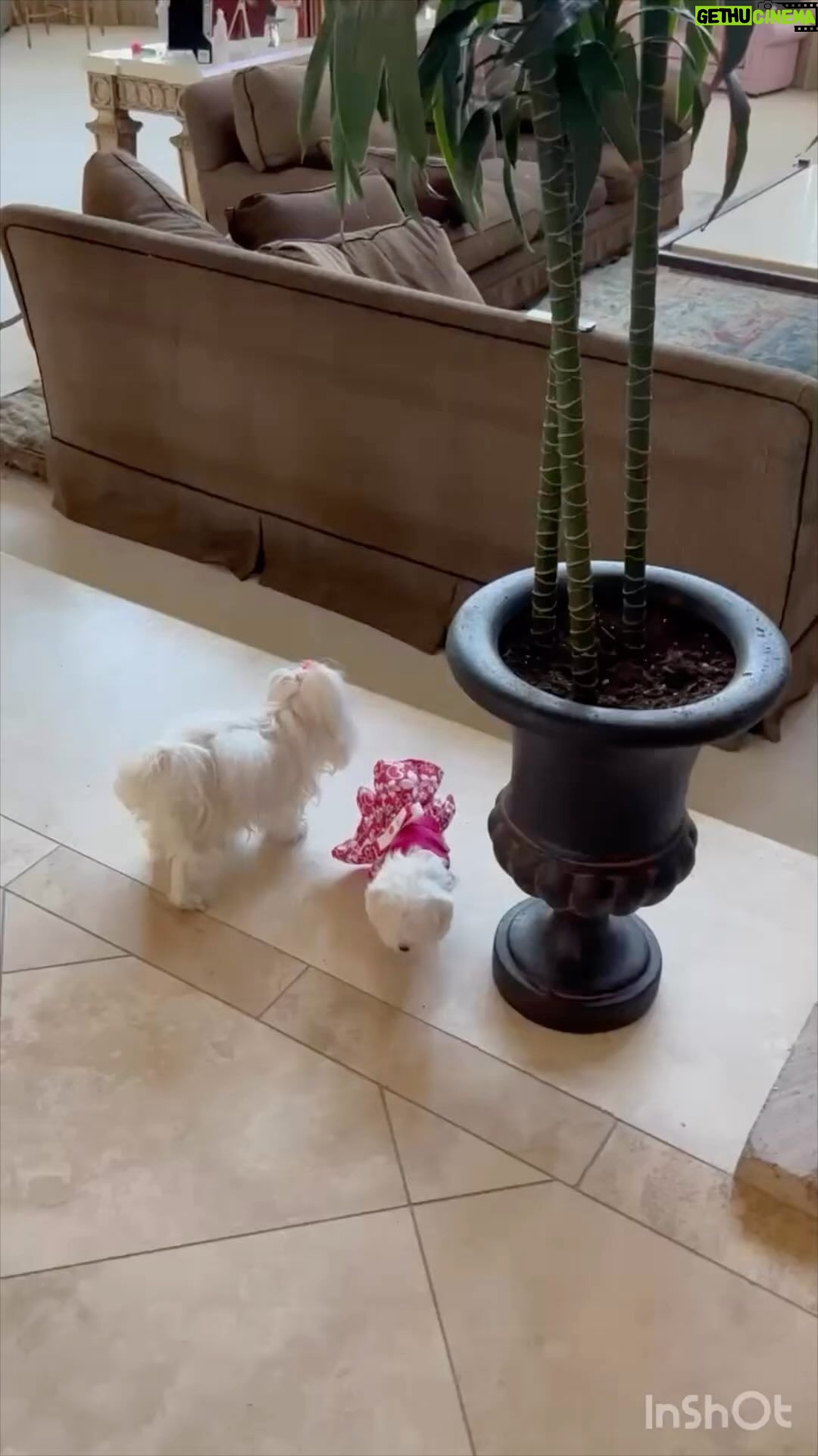 Britney Spears Instagram - My baby Snow ๐นโญ๏ธโญ๏ธ๐นโญ๏ธ๐นโญ๏ธ I put glasses ๐ on her today โฆ She needs glasses just like me ๐๏ธ ๐๐๐๐คท๐ผโโ๏ธ๐โญ๏ธ look at her glasses !!! She is the queen of the universe ๐คท๐ผโโ๏ธ๐คท๐ผโโ๏ธ๐๐