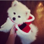 Brittany Thompson Martinez Instagram - Happy 5th birthday to this little blessing. This little guy has been such a great addition to our fam since day one (minus the potty training phase) 💩🤬😜 we love you so much! #stryker #dogsofig #pomeranian #amomsbestfriend