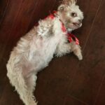 Brody Stevens Instagram - Daisy! 🐶👁 Palm Desert, California