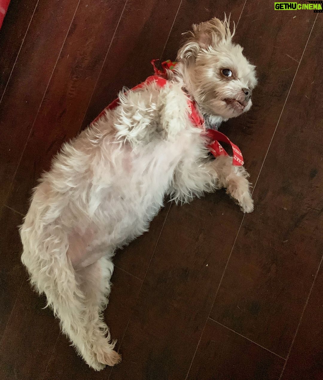 Brody Stevens Instagram - Daisy! πΆπ Palm Desert, California