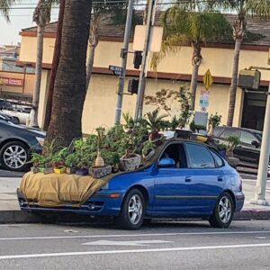 Brody Stevens Instagram - Chia Optima