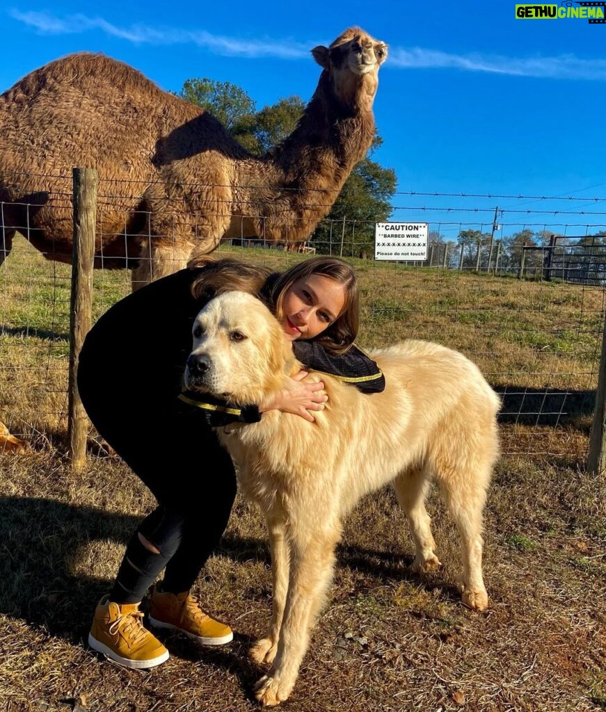 Bruna Tatar Instagram - sim. eu, um cachorro e um camelo. 🐪🐶 Comer, Georgia
