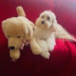 Bruna Tatar Instagram - em tempos difíceis, uma foto da minha belinha dando todo amor do mundo pro seu doguíneo para te alegrar 🙃💛