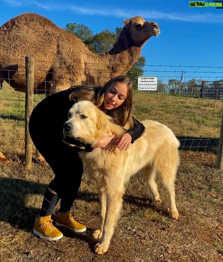 Bruna Tatar Instagram - sim. eu, um cachorro e um camelo. 🐪🐶 Comer, Georgia