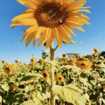 Bruna Tatar Instagram - minhas fotos preferidas com minhas flores preferidas da vida, deu vontade de chorar 🌻🌻🌻🌻🌻🌻🌻🌻🌻🌻🌻🌻🌻🌻🌻