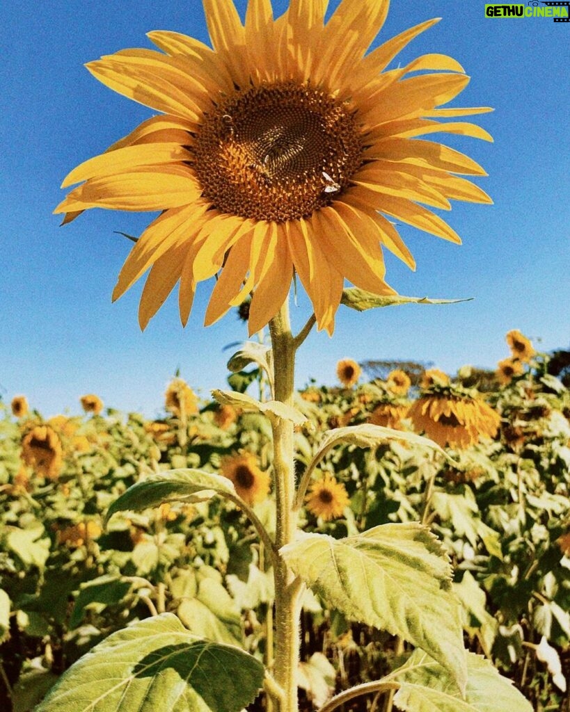 Bruna Tatar Instagram - minhas fotos preferidas com minhas flores preferidas da vida, deu vontade de chorar 🌻🌻🌻🌻🌻🌻🌻🌻🌻🌻🌻🌻🌻🌻🌻