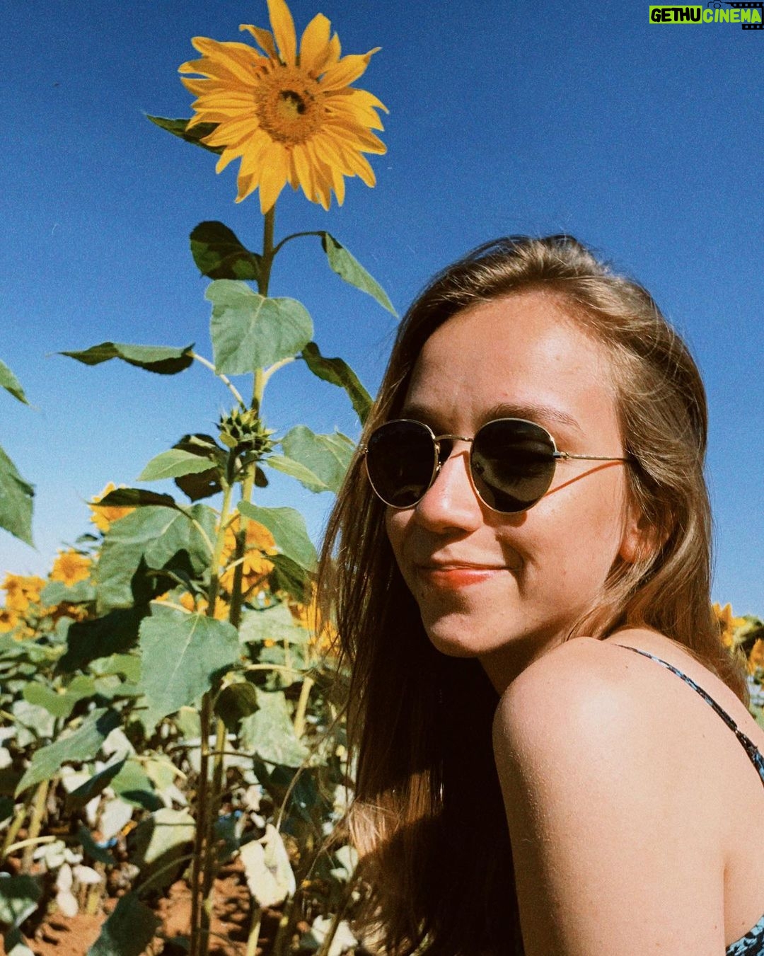 Bruna Tatar Instagram - minhas fotos preferidas com minhas flores preferidas da vida, deu vontade de chorar 🌻🌻🌻🌻🌻🌻🌻🌻🌻🌻🌻🌻🌻🌻🌻