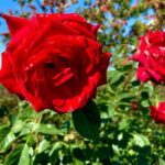 Bruna Tatar Instagram - aberta a temporada de feed florido, começando por essas belezinhas 🌹🌹🌹🌹🌹🌹