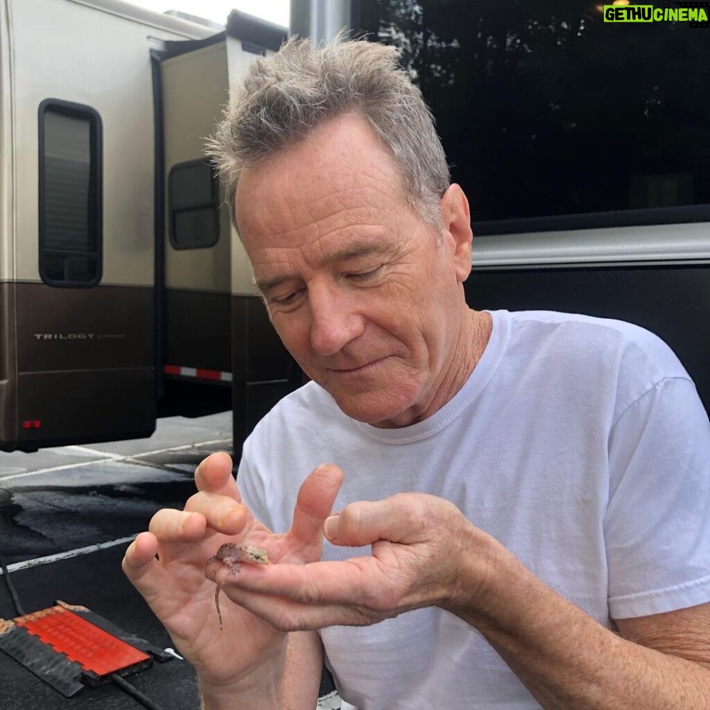 Bryan Cranston Instagram - Gecko Motel While shooting a movie in Atlanta I’m renting a house in a cool neighborhood to get connected with the city. However a neighbor couple, ”the roaches” have also moved in. I put out a glue trap so that I can send them home… But instead I caught this handsome lad. Panicked, and feeling awful, I brought him to work and asked Tiesha Haynes, one of our great production assistants, if she could help me out with the lizard while I was being called onto the set. After Googling “How to free a lizard from a glue trap” (not kidding), Tiesha gently did just that. What a hero. She saved his life, and my guilt. Lazarus, came back from certain doom to be in pretty good shape. He was eager to get on with his life in a lush, natural habitat. And I learned my lesson - no more glue traps, only natural deterrents for bad neighbors from now on. Thanks Tiesha. Good luck, Lazarus. @tieshalasha13