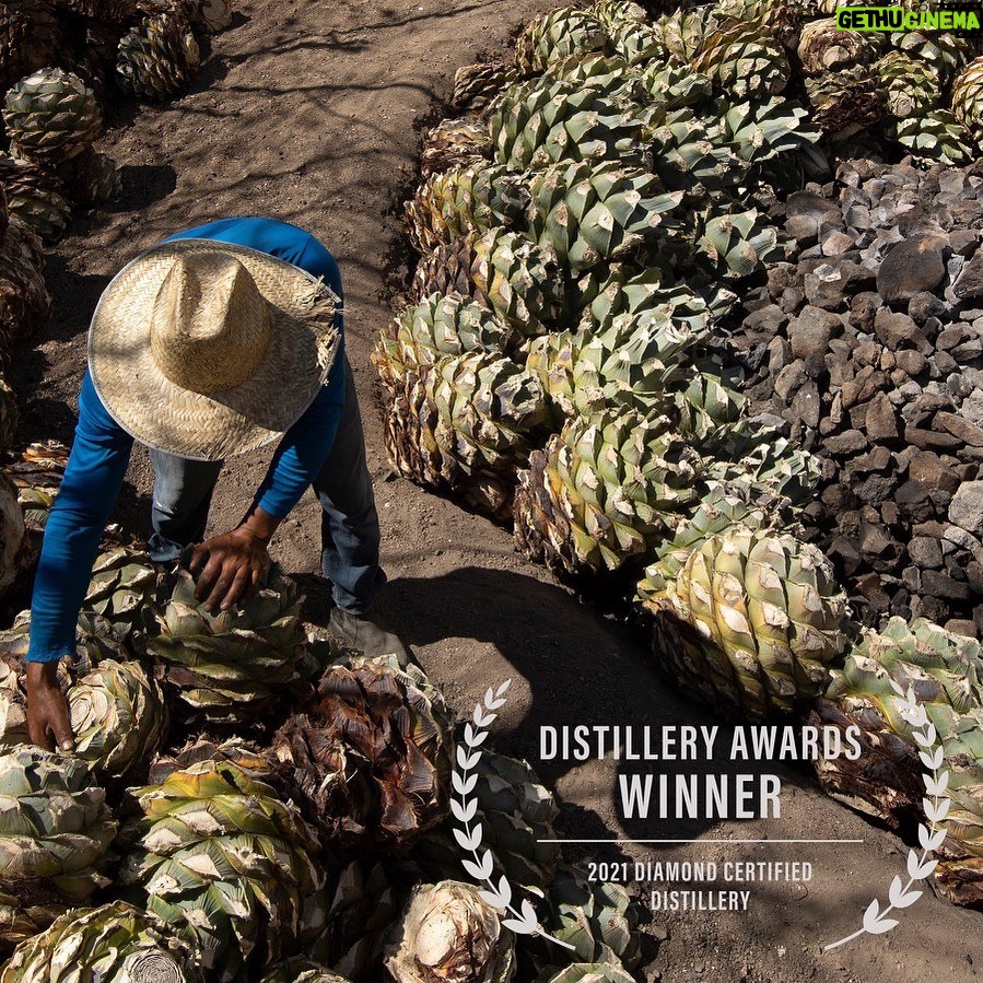 Bryan Cranston Instagram - We’re so incredibly proud of this award. Today we’re raising a glass to everyone on the ground at our beautiful palenque. Such an honor. Thank you to everyone for the hard work and commitment to making Dos Hombres the best there is. Salud! 🥃