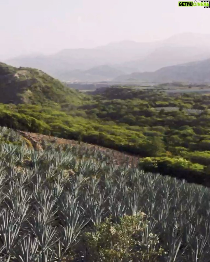 Bryan Cranston Instagram - Mezcal dreams do come true. Earning 98 points, we couldn’t be more excited to share that @doshombres has been awarded double gold in @cigarspiritsmag 2020 World Spirits Competition. The highest rating for a Mezcal brand in the publication’s history. Thank you to Gregorio (our maestro and partner), our entire team and each of you for making wins like this possible. Salud! 🥃
