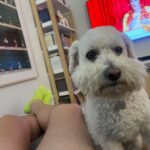 Bryan Safi Instagram – Sunday was Sherman, panty shorts and my legendary tennis ball feet (insured)