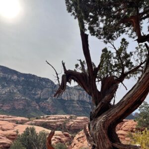 Bryan Safi Instagram - Merry Christmas from Mars/Sedona. Or as Fauci would say, “Sedoner.”