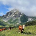 Bryan Safi Instagram - In 2023 I hiked the Tour du Mont Blanc and through the Swiss, Italian and French Alps. It was absolutely hideous and I made fun of it the entire time