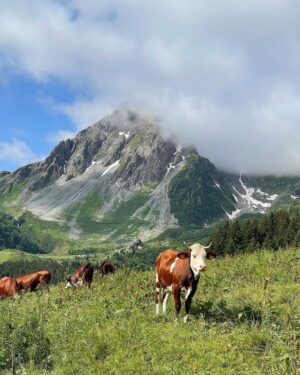 Bryan Safi Instagram - In 2023 I hiked the Tour du Mont Blanc and through the Swiss, Italian and French Alps. It was absolutely hideous and I made fun of it the entire time