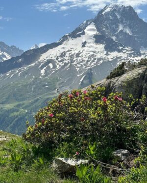 Bryan Safi Instagram - In 2023 I hiked the Tour du Mont Blanc and through the Swiss, Italian and French Alps. It was absolutely hideous and I made fun of it the entire time