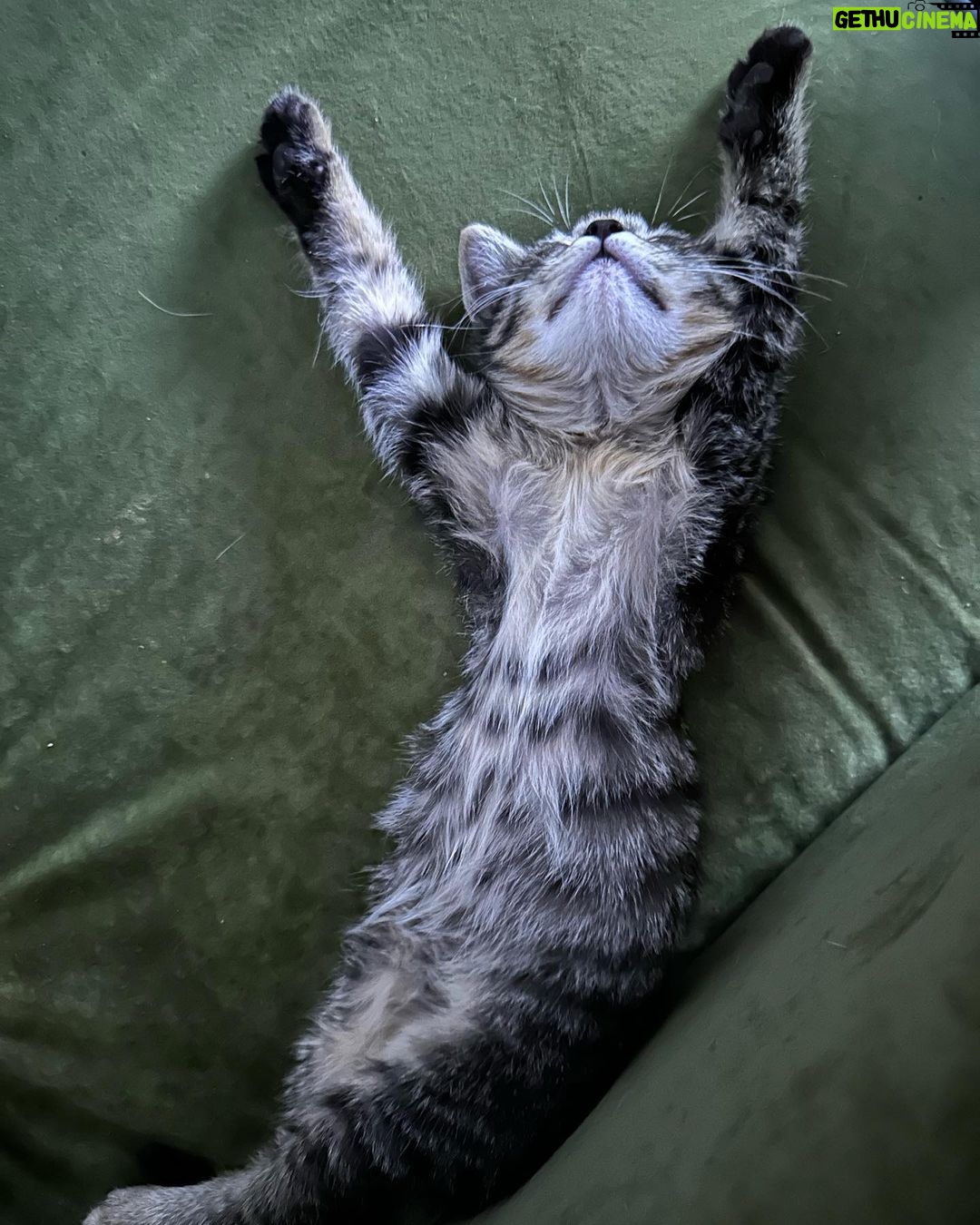 Burak Deniz Instagram - Kedi,Doğan,TVR ve diğerleri. 🌹