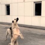 Burak Satibol Instagram - İyi pazarlar gençler! Eserin adı: Dostlarla “kete” keyfi 🤙 Çekildiği yer: Malatya- Kayseri arası bir yerler… 🎭🤼🚗 @mahsercumbus #mahşericümbüş