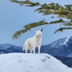 Burt Jenner Instagram - Fun fact: the elusive Yellowstone #WhiteWolf is actually just a husky from SoCal who likes to party...
