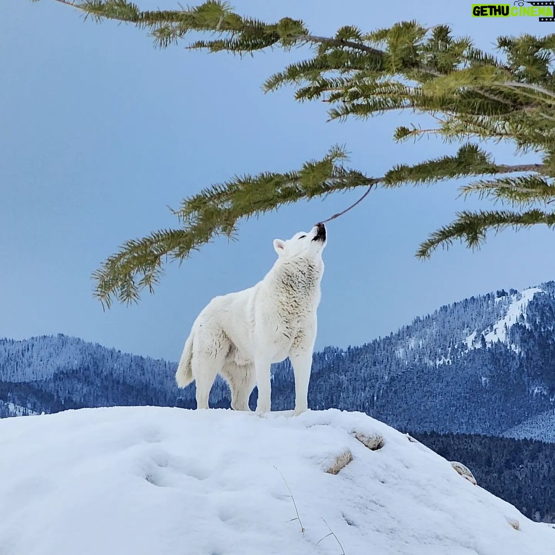 Burt Jenner Instagram - Fun fact: the elusive Yellowstone #WhiteWolf is actually just a husky from SoCal who likes to party...