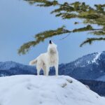 Burt Jenner Instagram - Fun fact: the elusive Yellowstone #WhiteWolf is actually just a husky from SoCal who likes to party...