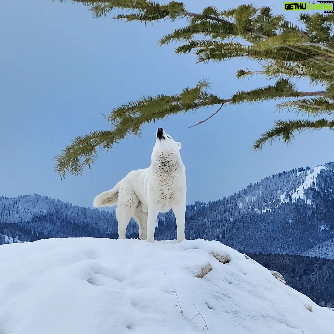 Burt Jenner Instagram - Fun fact: the elusive Yellowstone #WhiteWolf is actually just a husky from SoCal who likes to party...