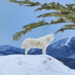 Burt Jenner Instagram - Fun fact: the elusive Yellowstone #WhiteWolf is actually just a husky from SoCal who likes to party...