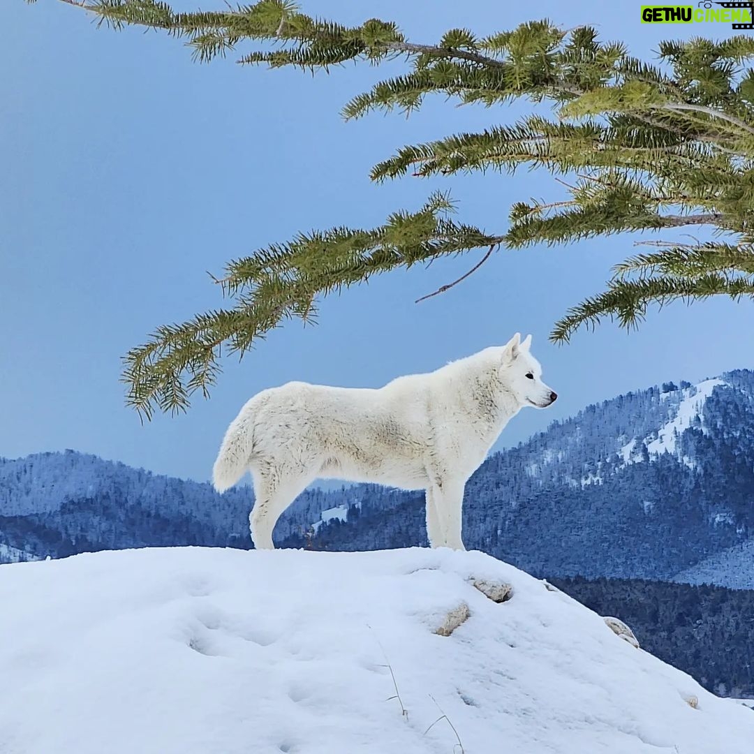 Burt Jenner Instagram - Fun fact: the elusive Yellowstone #WhiteWolf is actually just a husky from SoCal who likes to party...