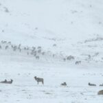 Burt Jenner Instagram - sleigh ride with the boys and friends to go see the Elk...