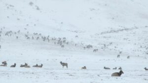 Burt Jenner Instagram - sleigh ride with the boys and friends to go see the Elk...