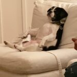 Burt Jenner Instagram - When you eat too much at Thanksgiving… LOL at my nieces dog